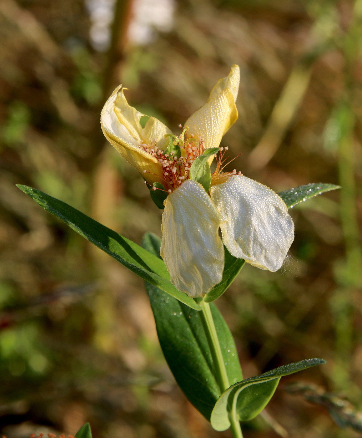 Изображение особи Hypericum ascyron.