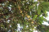 Смотреть изображение Syzygium samarangense