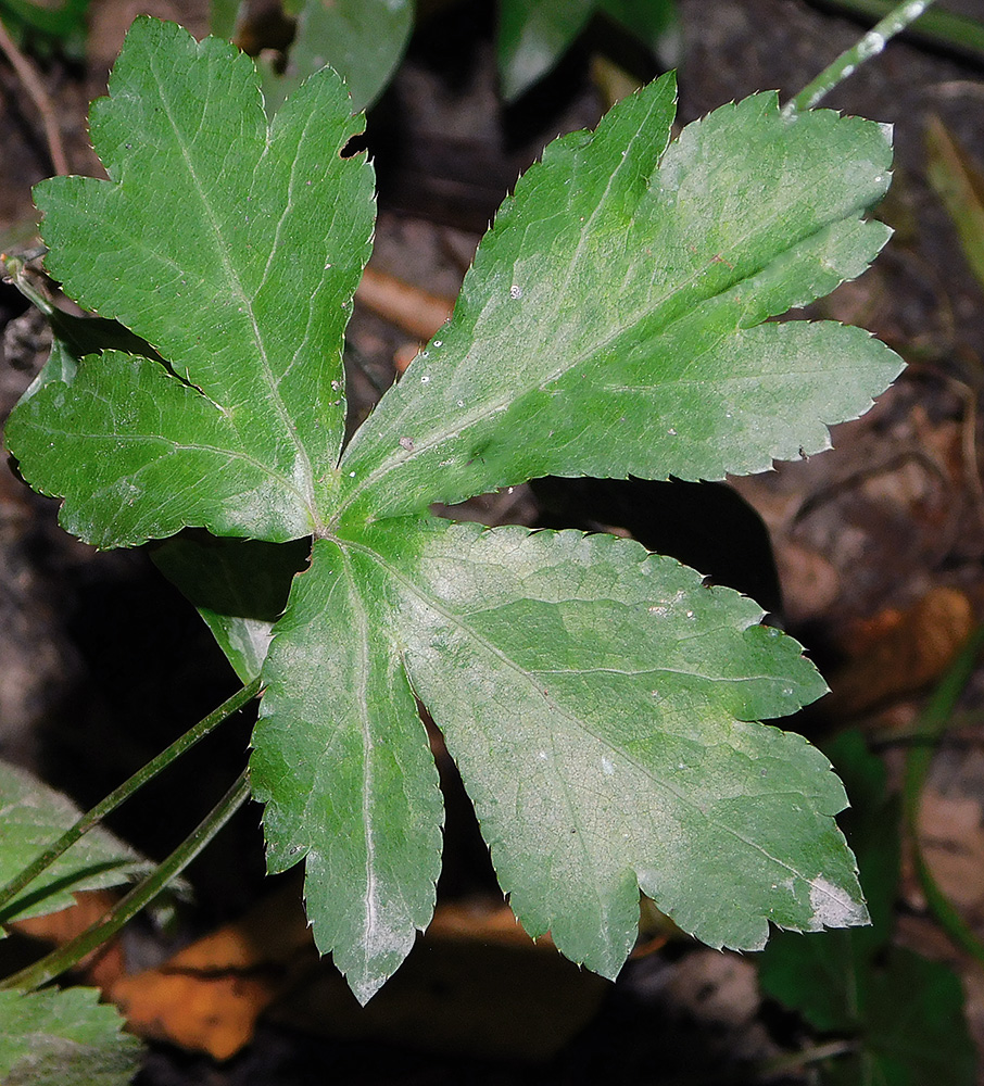 Image of Sanicula europaea specimen.