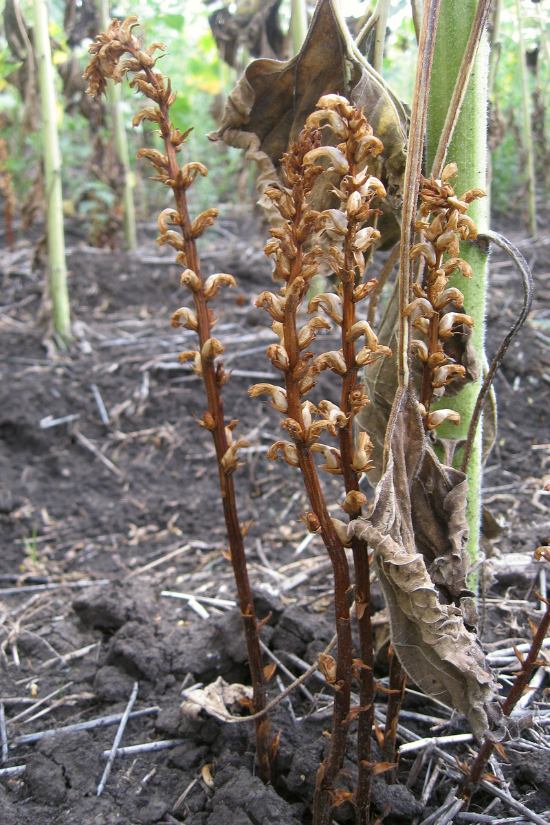 Изображение особи Orobanche cumana.