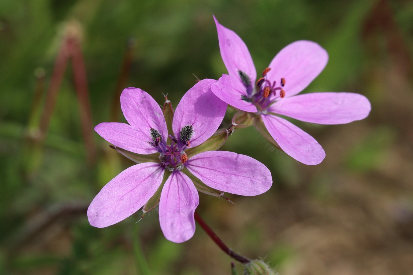 Изображение особи Erodium cicutarium.