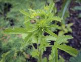 Potentilla norvegica