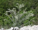 Cirsium echinus. Цветущее растение. Дагестан, Карабудахкентский р-н, окр. с. Губден, отвал известняка. 14 июня 2023 г.