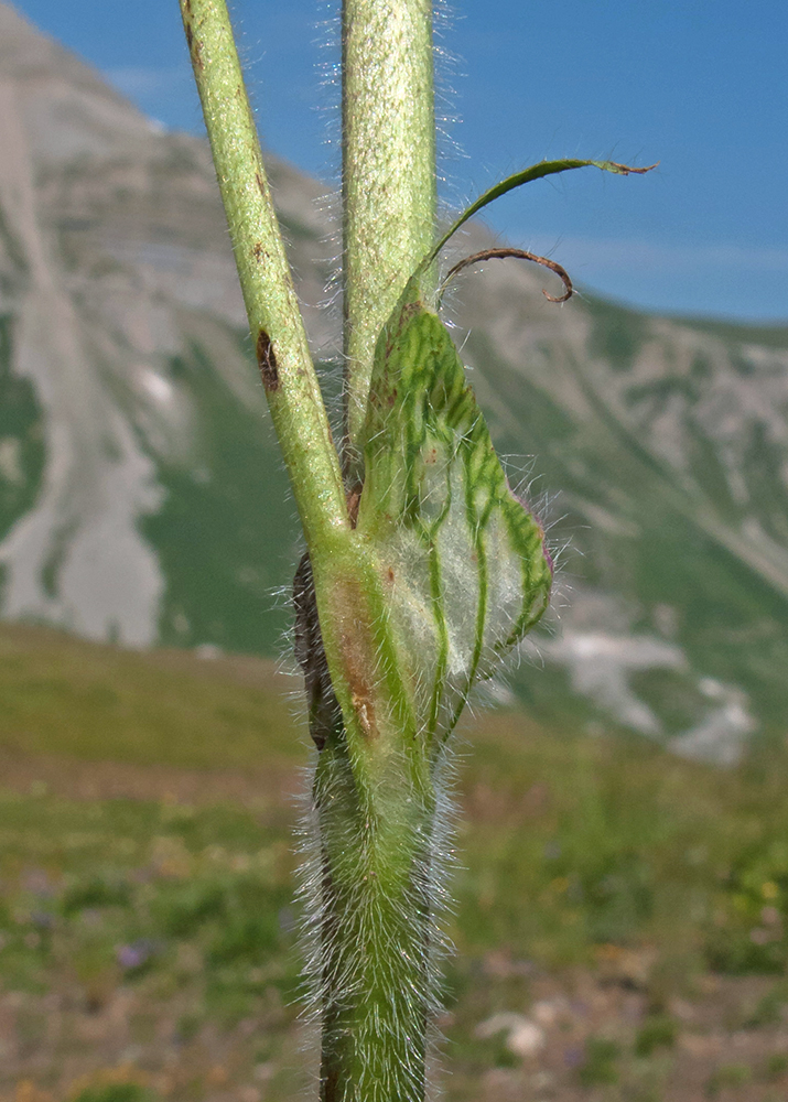 Изображение особи Trifolium canescens.