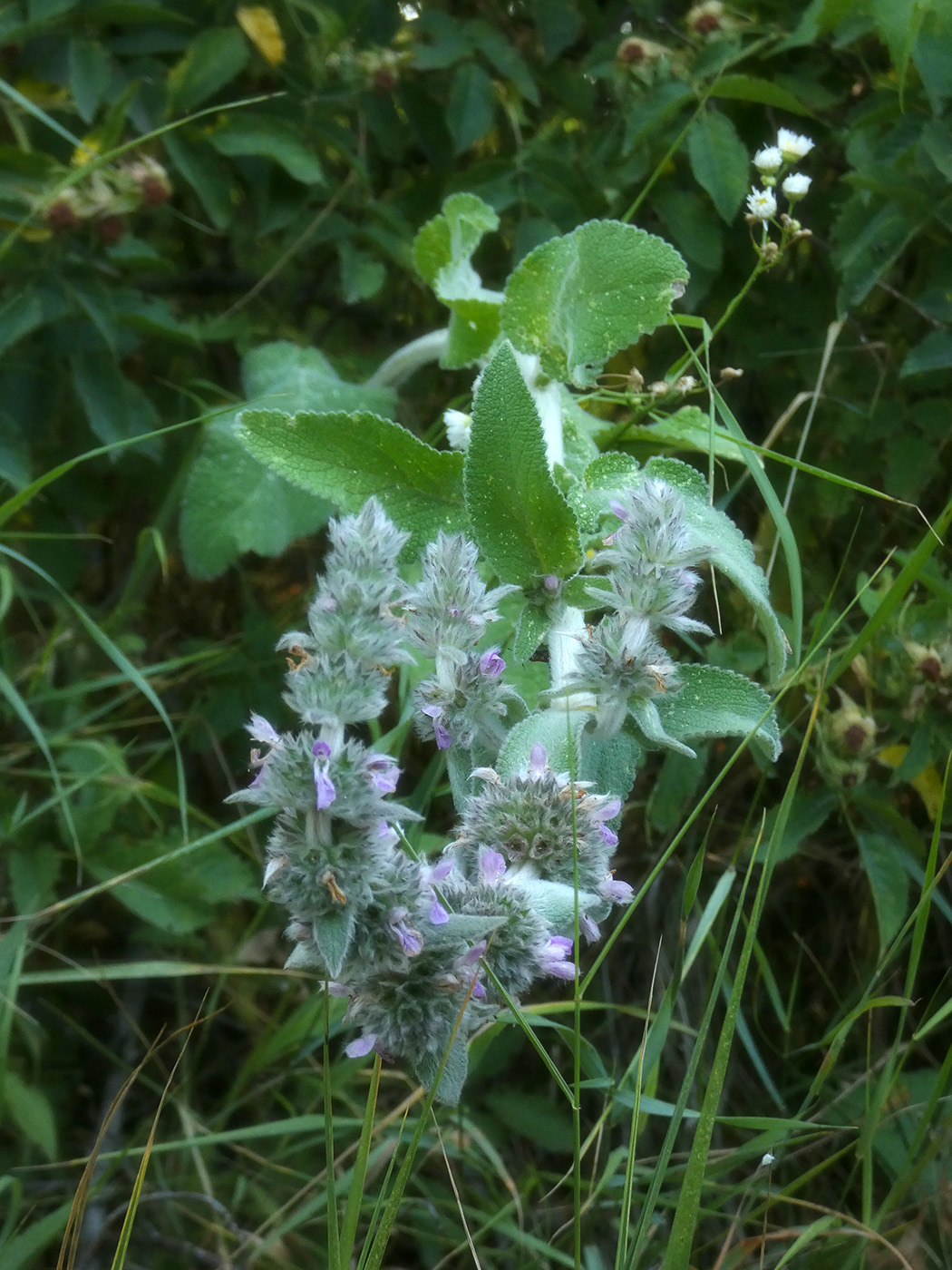 Изображение особи Stachys germanica.