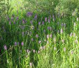 Dactylorhiza incarnata. Аспект цветущих растений на закустаренном лугу. Вологодская обл., Череповецкий р-н, дер. Ендома, берег Рыбинского вдхр. 13.07.2009.