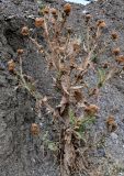 Onopordum acanthium. Засохшее плодоносящее растение. Дагестан, Буйнакский р-н, долина р. Сулак, побережье Чиркейского водохранилища, глинистый склон. 28.07.2022.