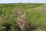Смотреть изображение Amygdalus nana