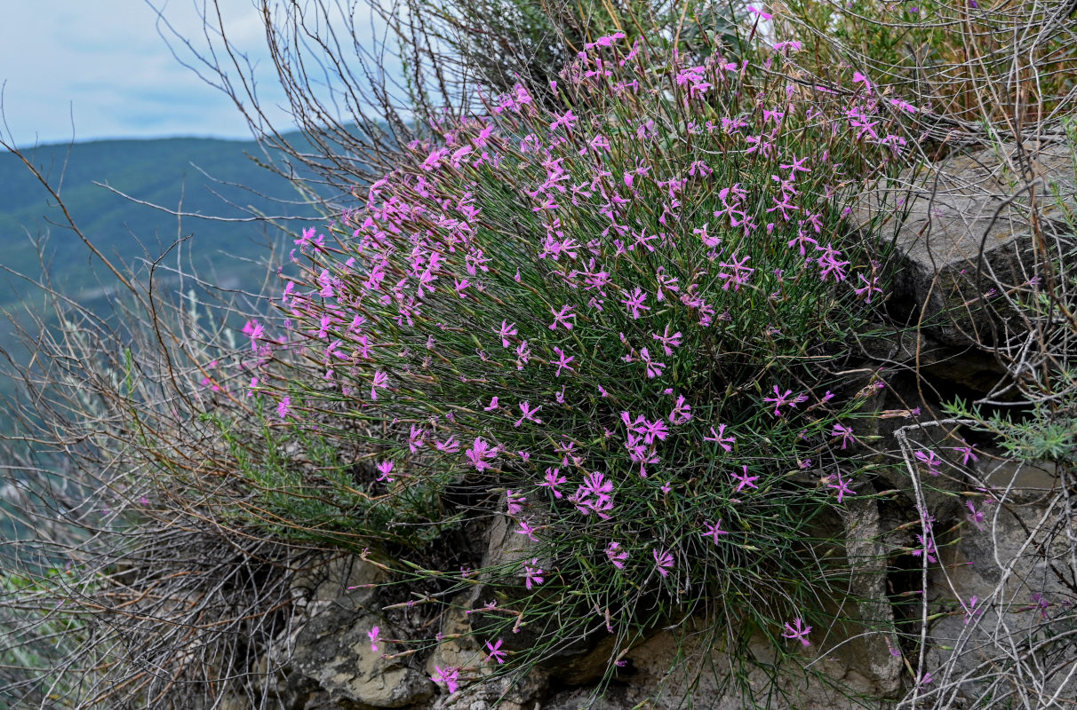 Image of Dianthus orientalis specimen.