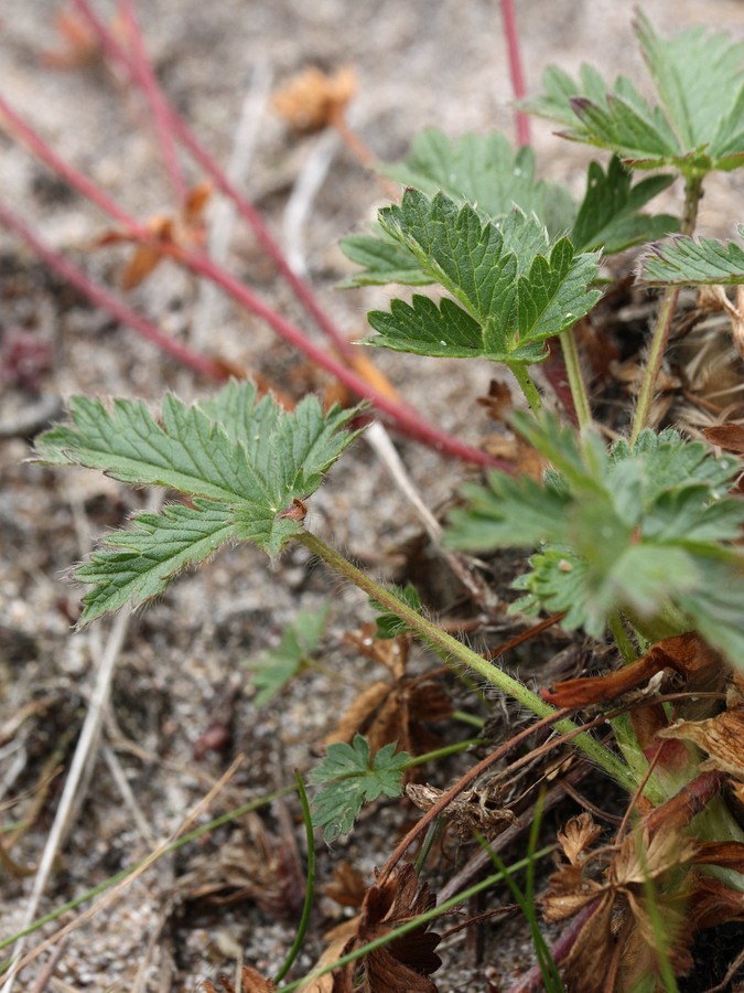 Изображение особи Potentilla crantzii.