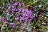 genus Thymus