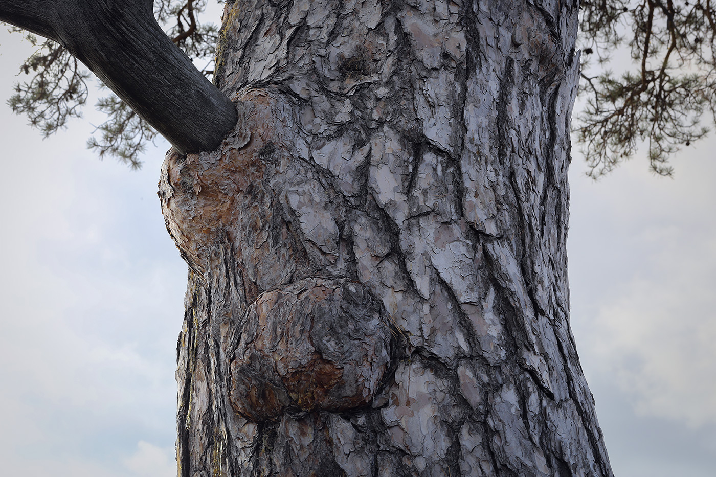 Изображение особи Pinus sylvestris.