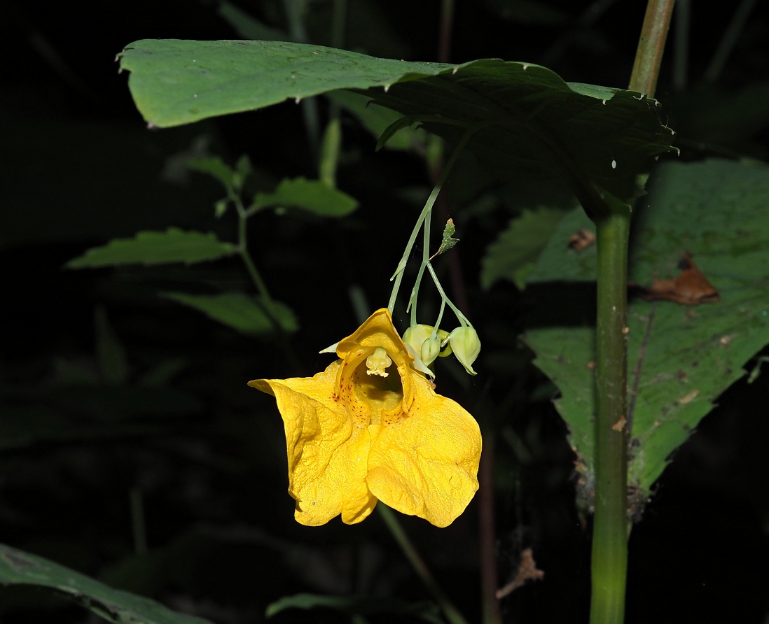 Image of Impatiens noli-tangere specimen.