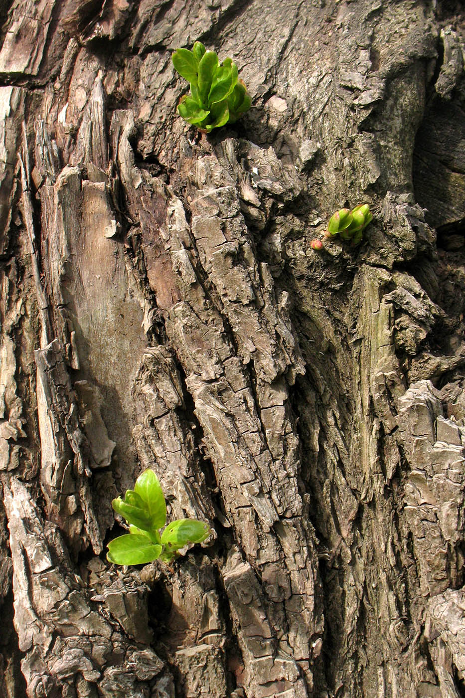 Image of Salix euxina specimen.