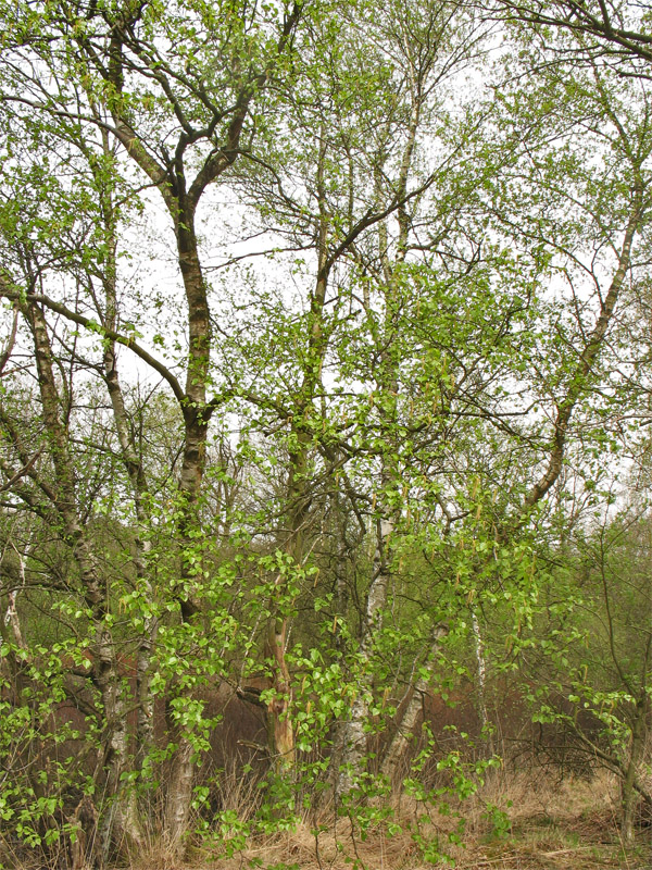 Image of Betula pubescens specimen.