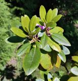 род Rhododendron