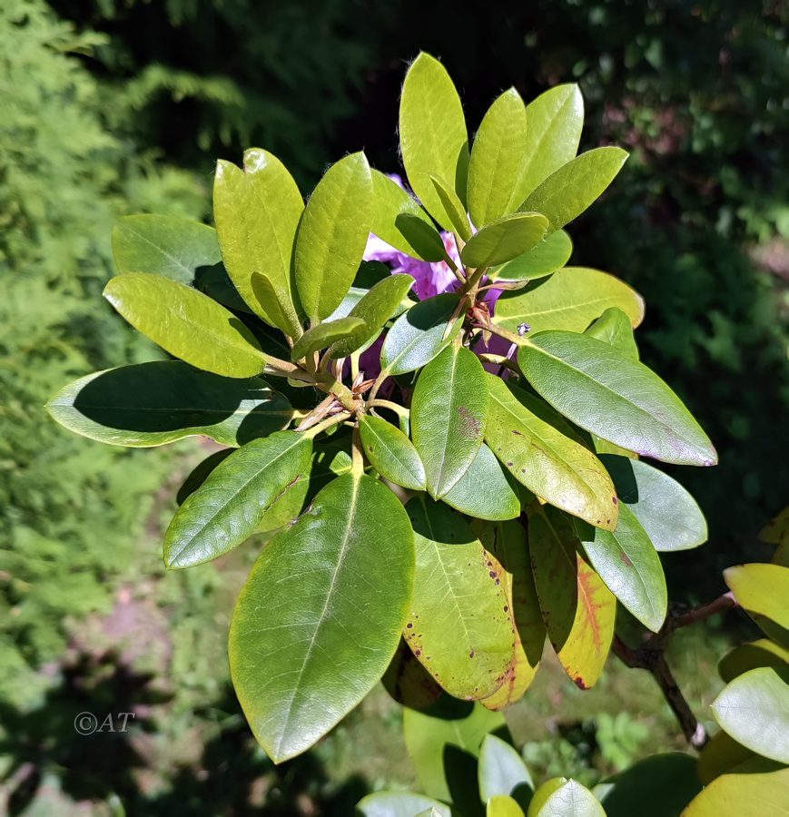 Изображение особи род Rhododendron.