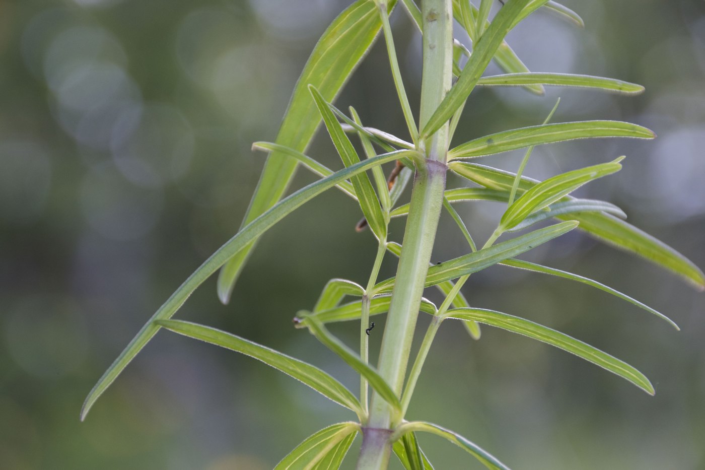 Изображение особи Dracocephalum ruyschiana.