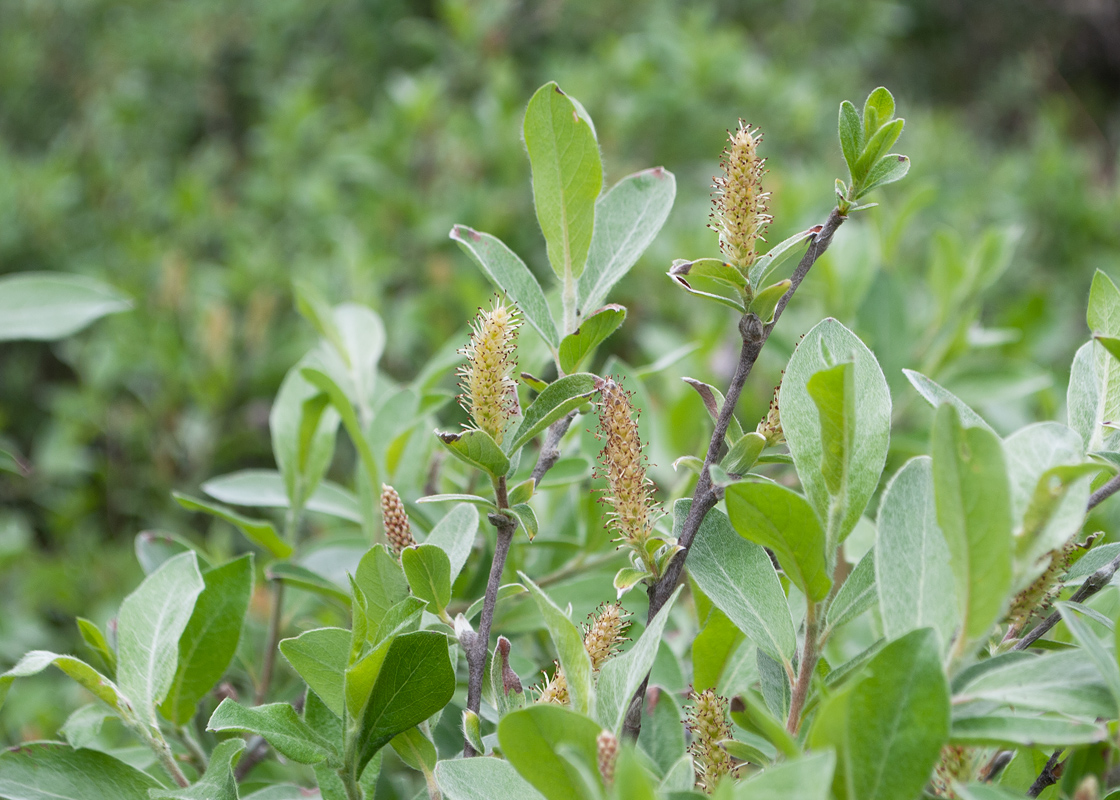 Изображение особи Salix glauca.