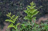 Osmunda japonica