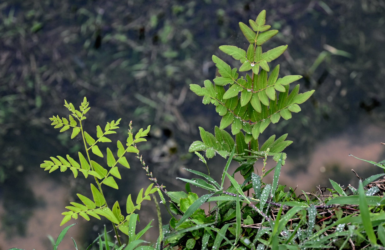 Image of Osmunda japonica specimen.