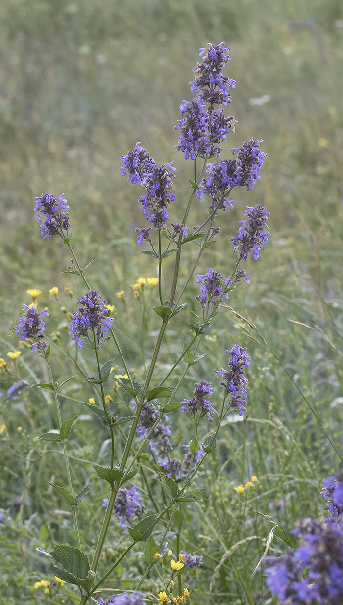 Image of Nepeta grandiflora specimen.