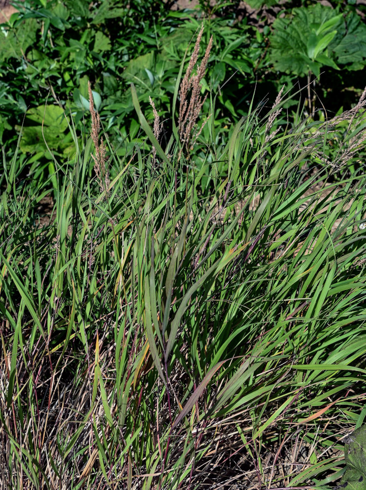 Изображение особи семейство Poaceae.