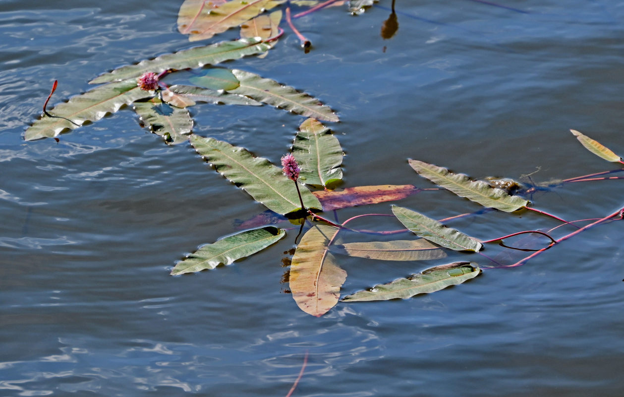 Image of Persicaria amphibia specimen.