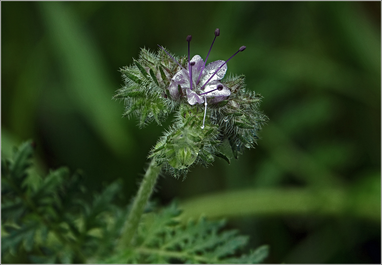 Image of Phacelia tanacetifolia specimen.