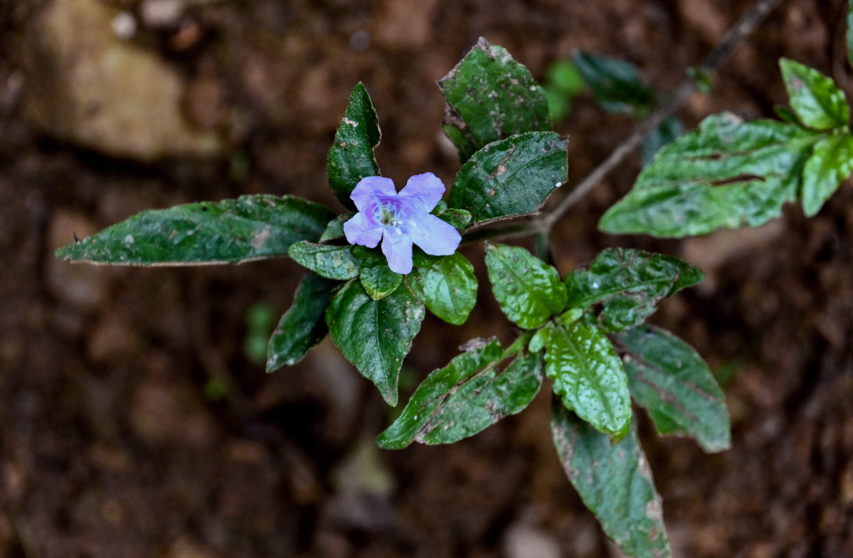 Image of Strobilanthes tetraspermus specimen.