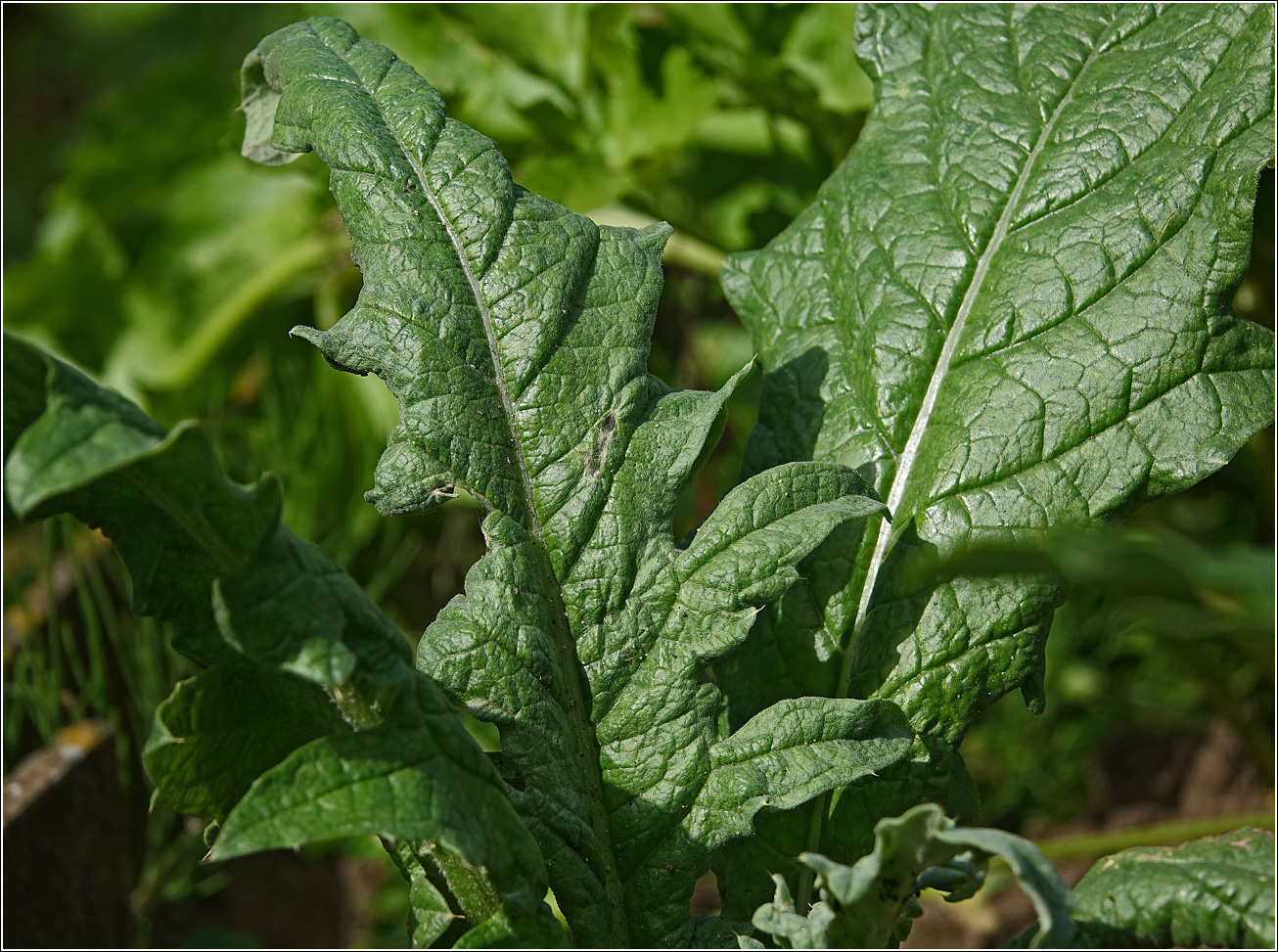 Изображение особи Cynara scolymus.