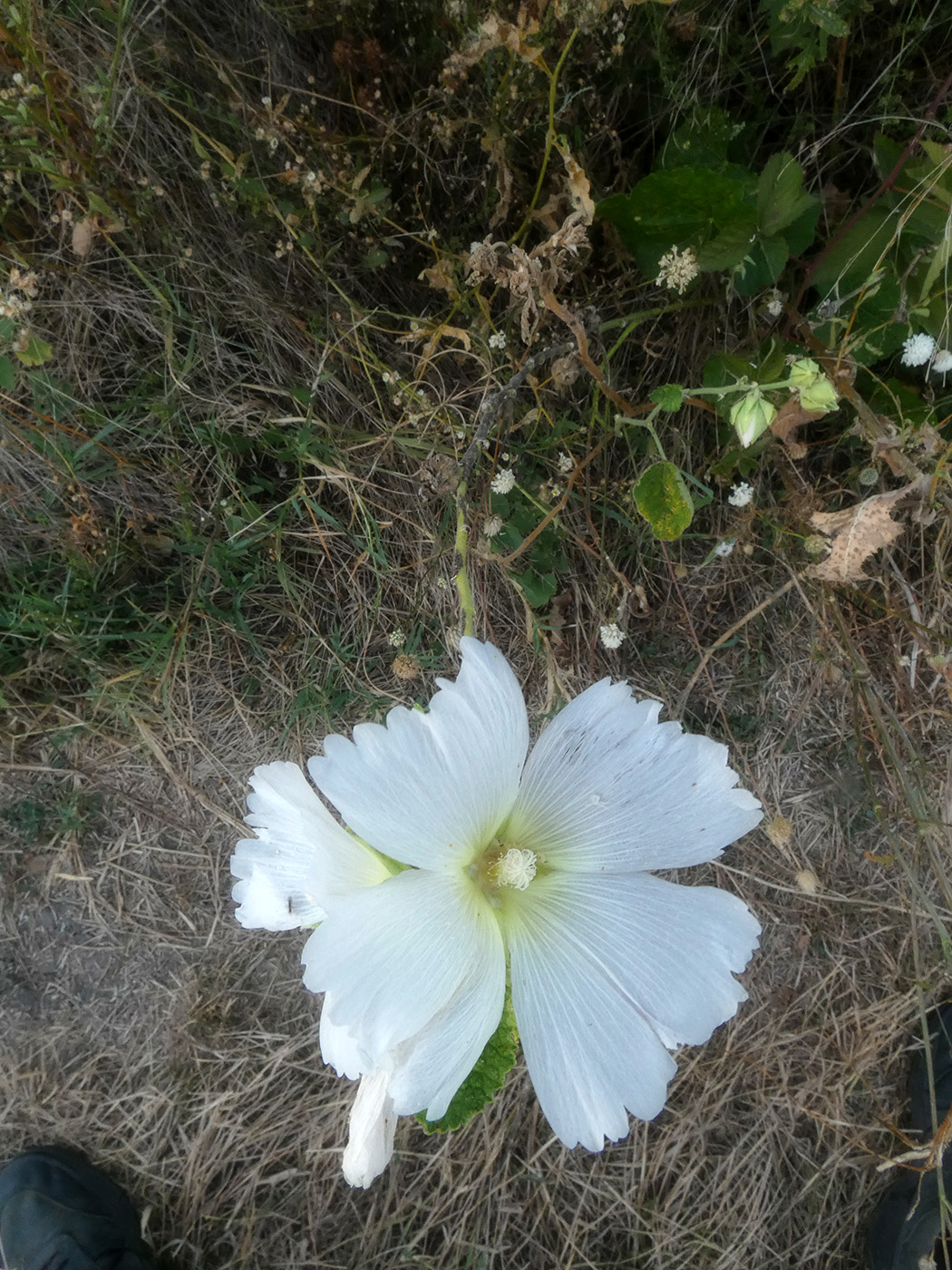 Image of Alcea rosea specimen.