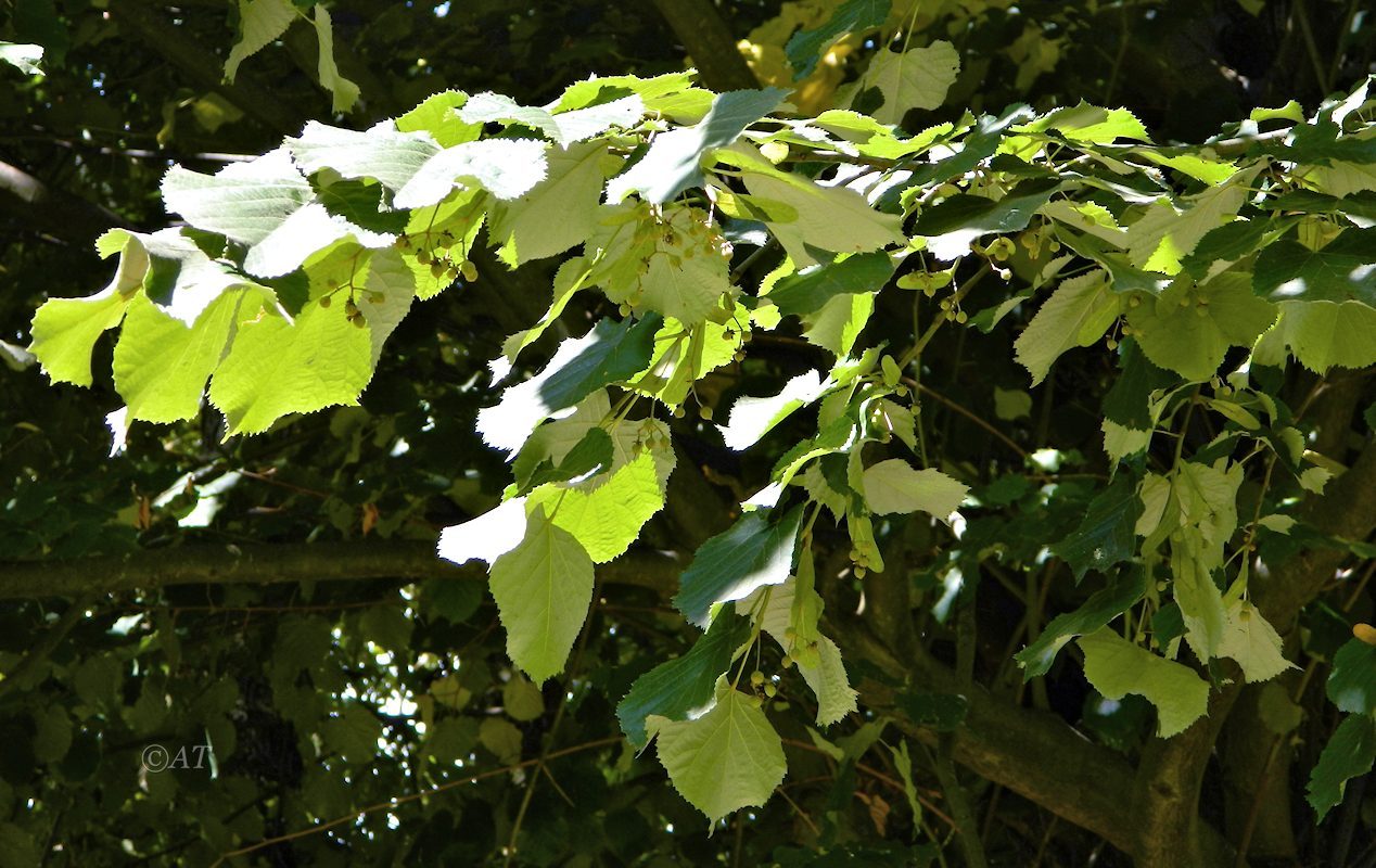 Image of genus Tilia specimen.