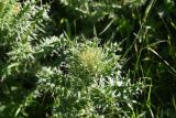 Cirsium obvallatum. Верхушка растения с развивающимся соцветием. Чечня, Шаройский р-н, окр. пер. Цумандинский, южный борт перевала, выс. ок. 2400 м н.у.м., луг. 24 июня 2024 г.