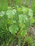 Abutilon theophrasti