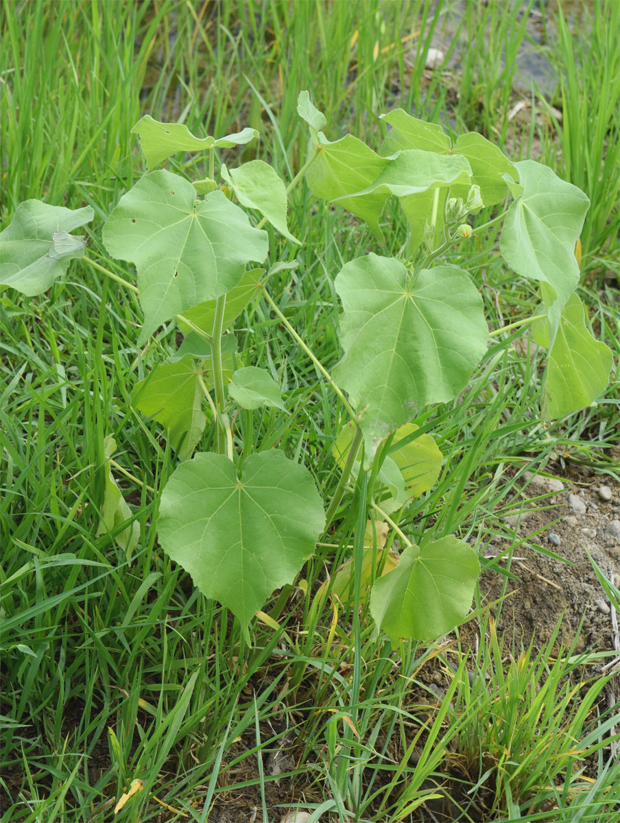 Image of Abutilon theophrasti specimen.