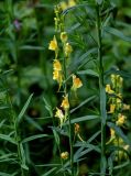 Linaria vulgaris. Верхушка побега с соцветием. Московская обл., Одинцовский гор. округ, окр. г. Звенигород, берег р. Москва, луговой склон. 18.08.2024.