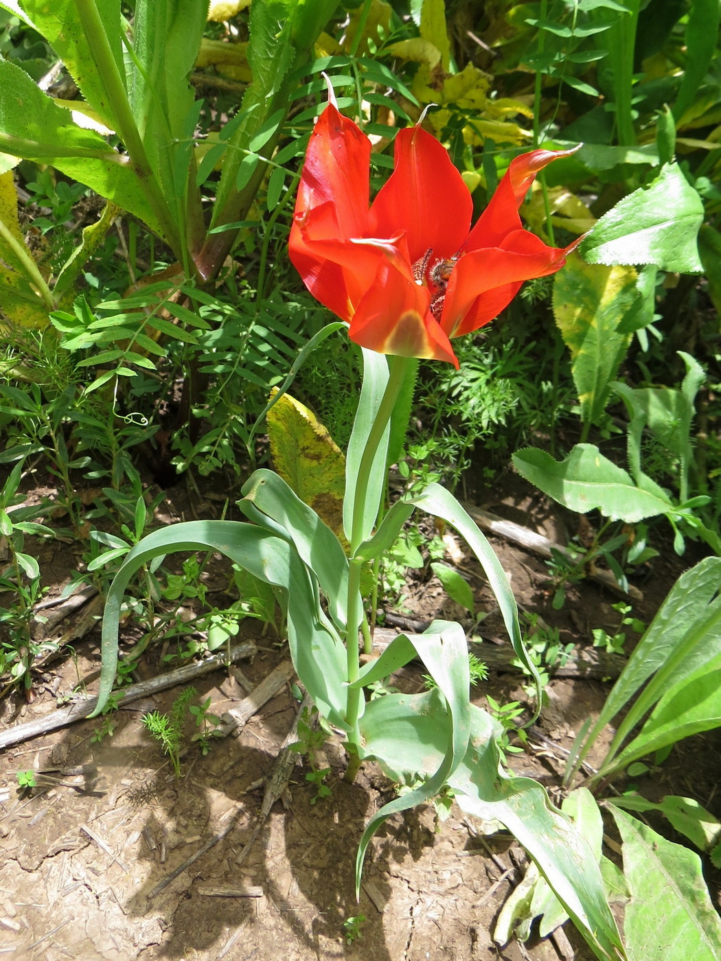 Изображение особи Tulipa subquinquefolia.