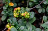 Vaccinium vitis-idaea. Верхушки побегов с незрелыми плодами. Вологодская обл., Сокольский р-н, Оларевская гряда, смешанный лес. 13.07.2024.