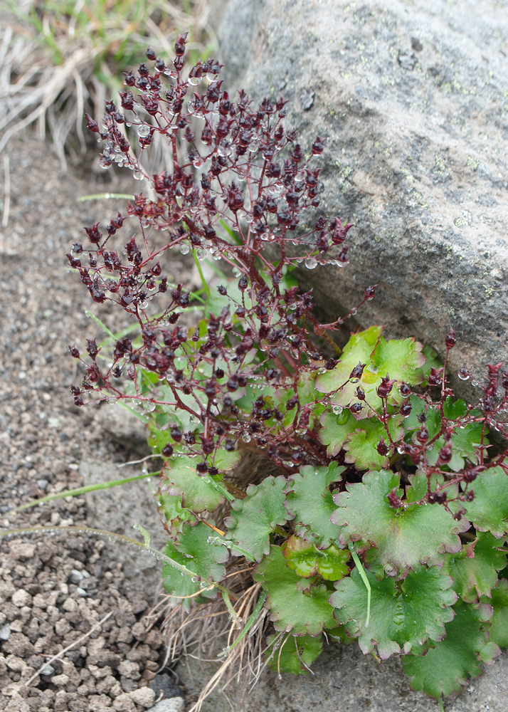 Image of Micranthes purpurascens specimen.