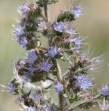 Echium biebersteinii. Часть соцветия. Республика Крым, Ленинский р-н, окр. с. Курортное, западная часть бухты Морской Пехоты, песчано-ракушечный пляж. 12.06.2021.