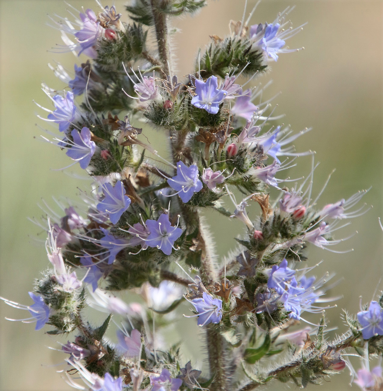 Image of Echium biebersteinii specimen.