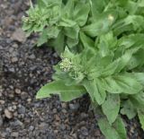 Cardaria draba