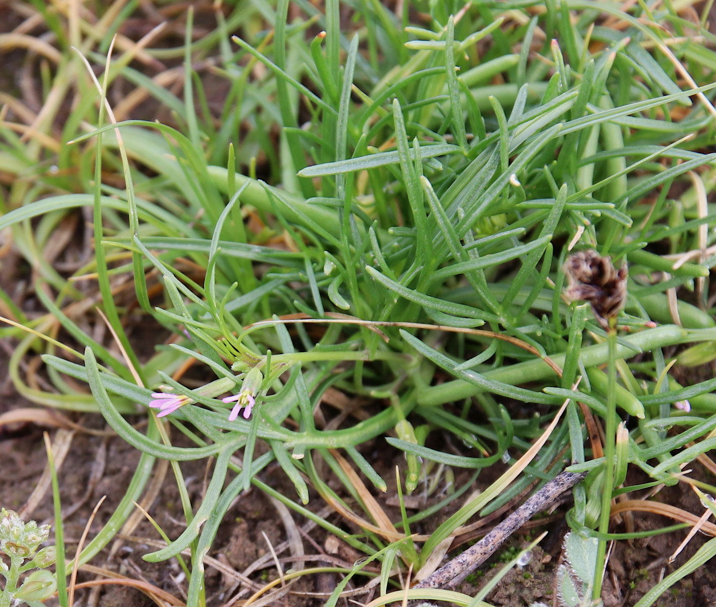 Изображение особи Leptaleum filifolium.