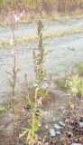 Artemisia tilesii