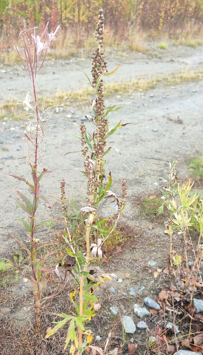 Изображение особи Artemisia tilesii.
