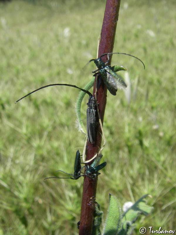 Image of Silene densiflora specimen.