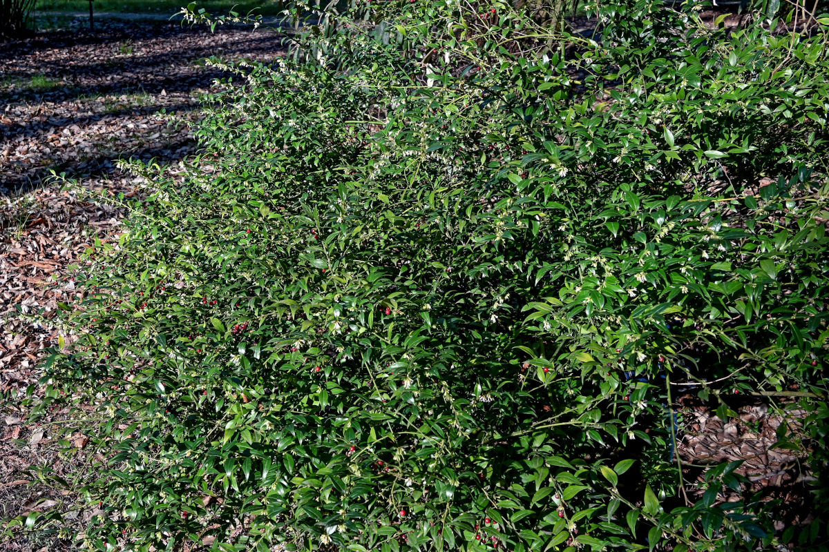 Изображение особи Sarcococca ruscifolia.
