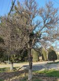 View full-size image Fraxinus sogdiana
