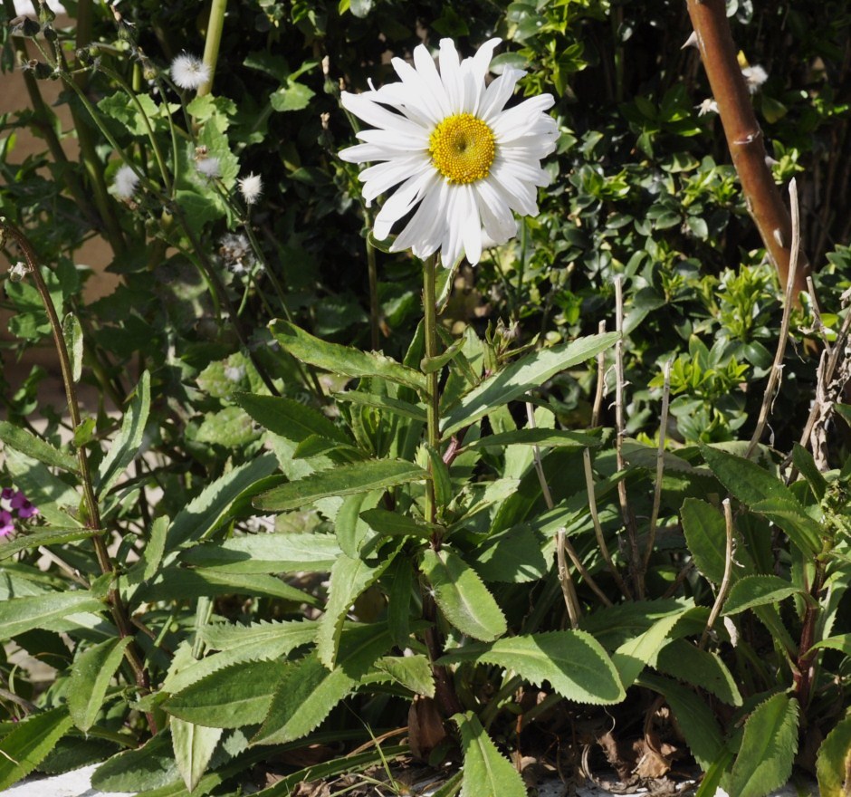 Image of Leucanthemum maximum specimen.